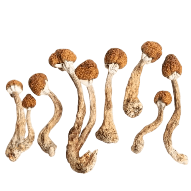 Magic Mushrooms on blank background